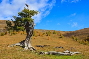 Altehrwürdige Königin der Alpen