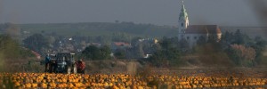 Kürbisfest @ Pulkau | Pulkau | Niederösterreich | Österreich